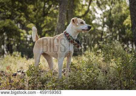 Full Body Portrait Of A Beautiful Female Dog Standing On The Golden Grass In The Morning