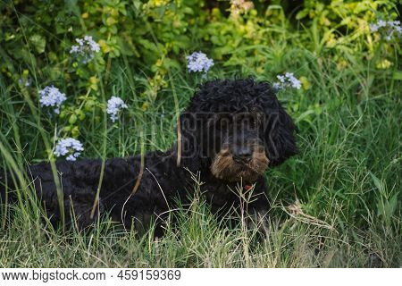 Portrait Of An Adult Male Black Dog Resting On The Green Grass