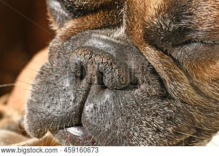 Dry Brachycephalic Dog Nose With Narrow Nostrils Of A French Bulldog
