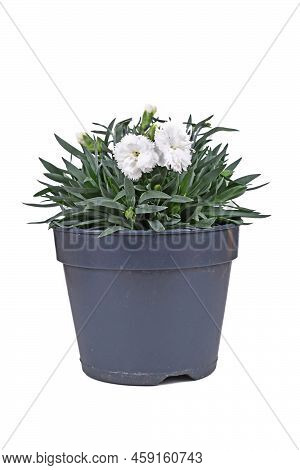 White Dianthus Flowers In Pot On White Background