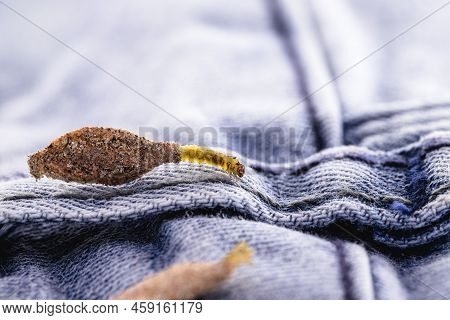 Moth Larva On Clothing, Feeding On Fabric, Macro Photo Of Urban Pest, Lack Of Hygiene, Humid Environ