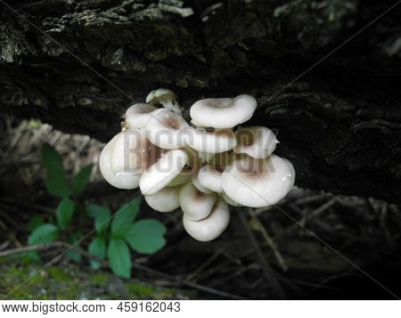 Polypores, Big Polyporous Fungus, Oyster Mushrooms, Pleurotus Ostreatus, Hiratake Grown On Cut Tree 