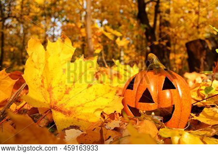 Pumpkins Candles On Golden Leaves In Autumn Forest With Defocused Sunset Background. Halloween Holid