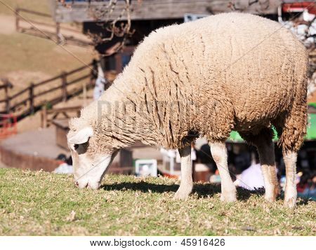 แกะ Grazing