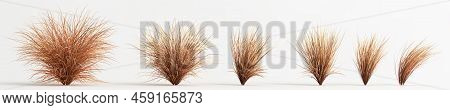 3d Illustration Of Set Carex Buchananii Grass Isolated On White Background