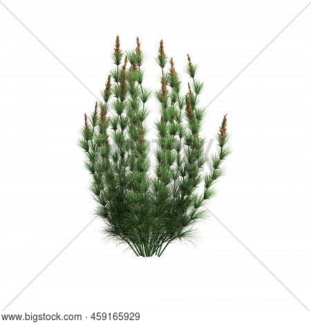3d Illustration Of Elegia Capensis Grass Isolated On White Background