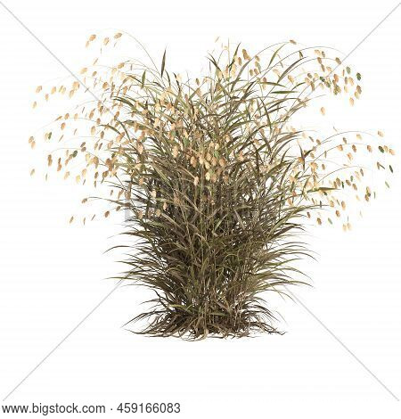 3d Illustration Of Chasmanthium Latifolium Grass Isolated On White Background