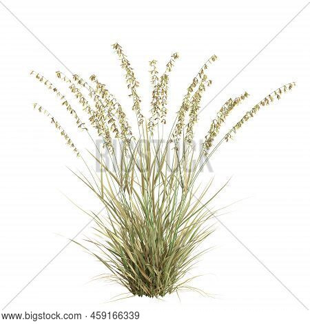 3d Illustration Of Bouteloua Curtipendula Grass Isolated On White Background