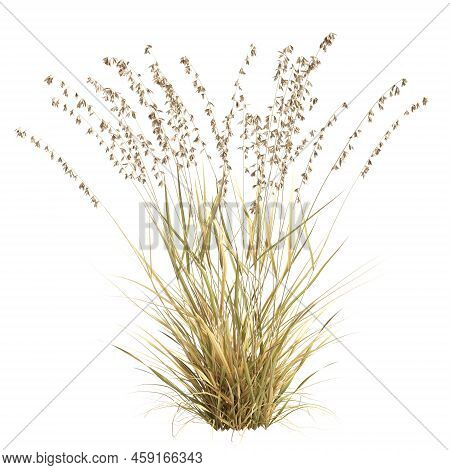 3d Illustration Of Bouteloua Curtipendula Grass Isolated On White Background