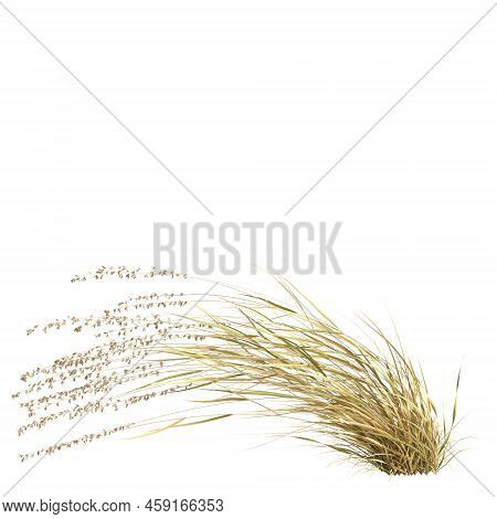 3d Illustration Of Bouteloua Curtipendula Grass Isolated On White Background