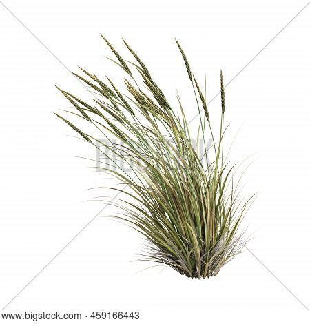 3d Illustration Of Ammophila Brevilugatta Grass Isolated On White Background