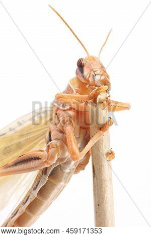 Locust, Desert Locust (schistocerca Gregaria), Immediately After Molt