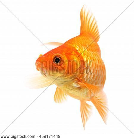 Goldfish, Live Floating Fish On A White Background