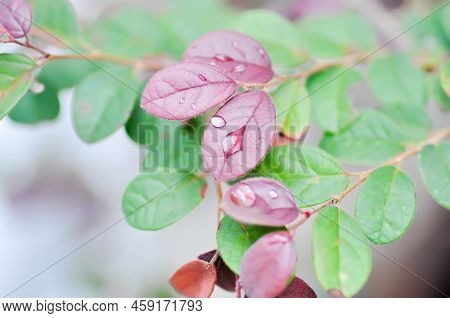 Chinese Fringe Flower, Loropetalum Chinense Or Loropetalum And Rain Drop On The Leaf Or Red Leaf