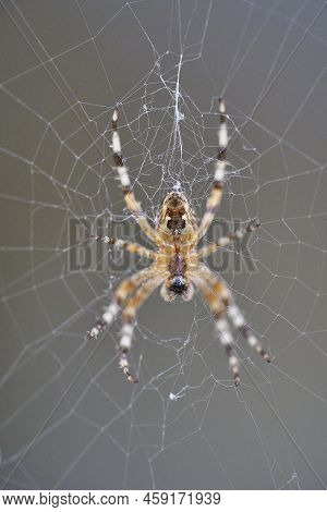 Araneus Belongs To The Family Of Common Orb Weaving Spiders