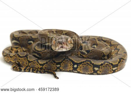 Malayopython reticulatus, Reticulated Python snake isolated on white background.