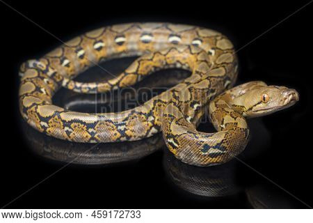Malayopython Reticulatus  Reticulated Python Snake Isolated On White Background.