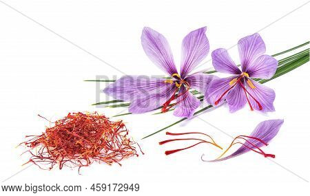 Saffron Flowers With Dried  Stigmas Group Isolated On White Background