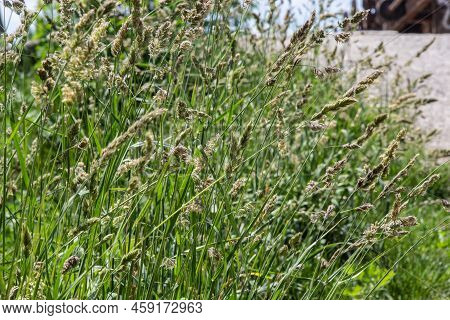Wild Grasses Against Sunset In Springtime In Front Of North Atlantic Ocean In Sunset .close Up Of Se