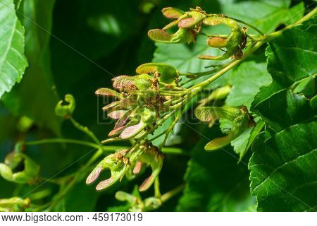 A Close Up Of Reddish-pink Maturing Fruits Of Acer Tataricum Subsp. Ginnala Tatar Maple Or Tatarian
