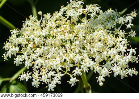 Black Sambucus, Sambucus Nigra, White Flowers Blossom. Macro Of Delicate Flowers Cluster On Dark Gre