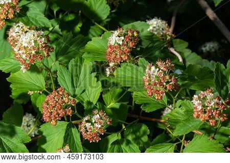 Flowering Ninebark Shrub Close Up. Physokarpus Capitatus, Commonly Called Pacific Ninebark Or Tall N