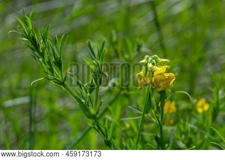 A Lathyrus Pratensis Flower Of The Meadow Growing On The Summer Meadow