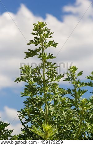Wormwood, Artemisia Absinthium, Perennial Herb Of Silvery Color, With A Strong Aromatic Odor And Bit