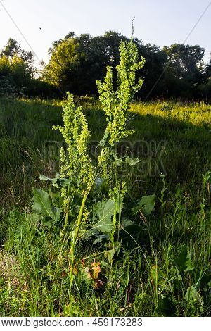 A Bloom Of Bright Green Flower Of Sorrel Closeup Outdoors In Nature In Sunny June In Summer Season.
