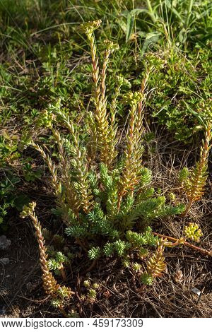 Sedum Sediforme, Crassulaceae. Wild Plant Shot In Summer