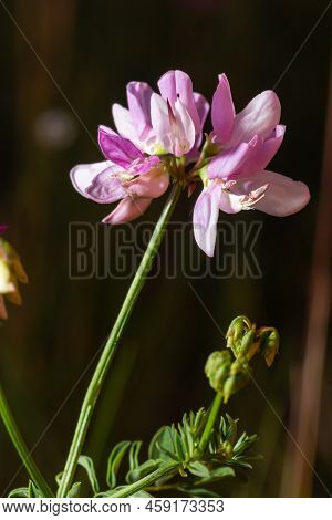 Close Up, Macro. Crownvetch Or Securigera Varia Coronilla Varia Or Purple Crown Vetch. Flowering Fie