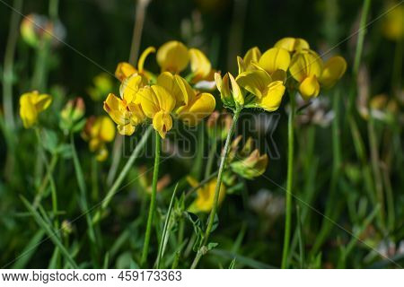 Close-up Of Field Bright Yellow Wild Honey Flower Lotus Corniculatus On Natural Blurry Background
