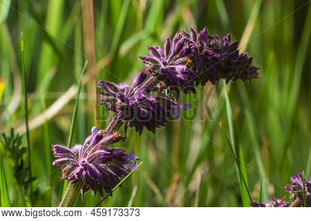 Salvia Verticillata - Purple Flowers In The Medicinal And Herbal Garden. Growing Your Own Vegetables