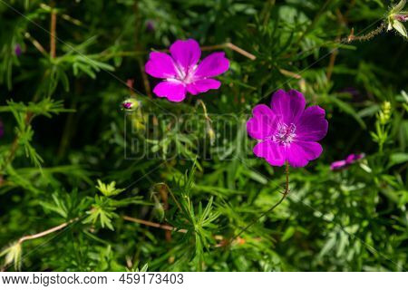 Purple Flowers Of Wild Geranium Maculatum Close Up. Spring Nature, Spring Garden. Geranium Maculatum