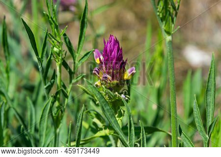 Flowering Field Cow-wheat. Melampyrum Arvense . Beautiful Wildflowers At Sunset In June