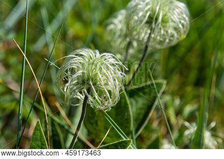 Group Of Seeds On Stems Sugarbowls Leatherflowers In Alpine Field