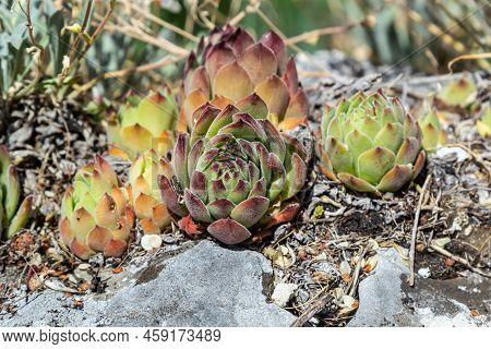 Sempervivum Tectorum, Common Houseleek. Perennial Plant Growing In Flower Pot. Sempervivum In Nature