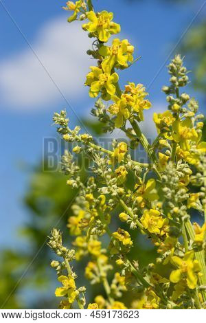 Mullein Verbascum In A Natural Environment Of Growth. Plant Is Highly Valued In Herbal Medicine, It