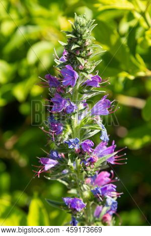 Echium Vulgare. Beautiful Wildflowers. Blue Flowers, Summer Floral Background. Close-up. Bokeh. Beau