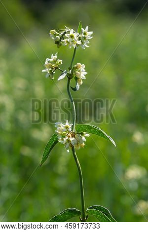Vincetoxicum Hirundinaria Subsp. Hirundinaria, White Swallow-wort. Wild Plant Shot In Summer
