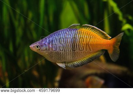 Melanotaenia Boesemani Fish Swims In The Water. Boesemani Rainbowfish.