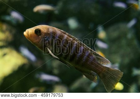Labidochromis Chisumulae Cichlid Fish Swims In Water