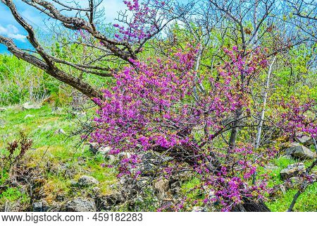 Luxurious Redbuds Tree With Lush Blooming Flowers In The Park, Eastern Redbud