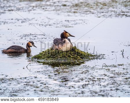 Great Crested Grebe, Podiceps Cristatus, Water Bird Sitting On The Nest, And One Of Its Cute Babies 