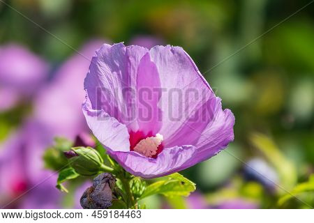 Pink Flowers Of Hibiscus Moscheutos Plant Close-up. Hibiscus Moscheutos, Swamp Hibiscus, Rose Mallow