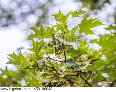 Summer Branches Of Maple Tree With Green Leaves And Seeds. Summer Background With Copy Space. Close-