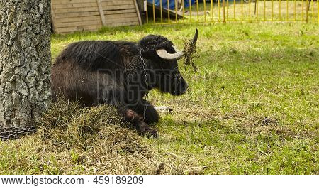 A Tibetan Yak Calf And A Cow Lie In The Shade, Exhausted From The Heat. Global Climate Warming.