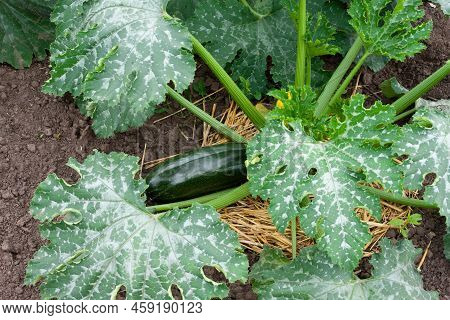 Beautiful Zucchini Bush With Large Green Leaves With A Pattern Of Silvery Shade. A Large Green Zucch