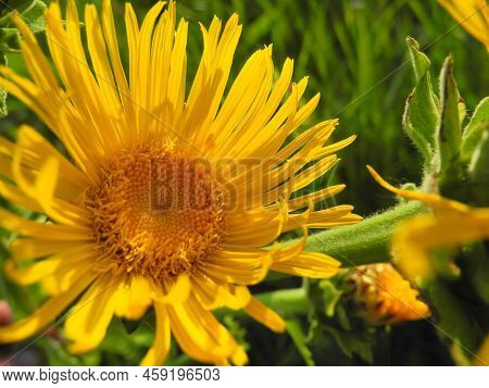 Elecampane (inula Helenium), Also Called Horse-heal Or Elfdock, Is A Widespread Plant Species In The