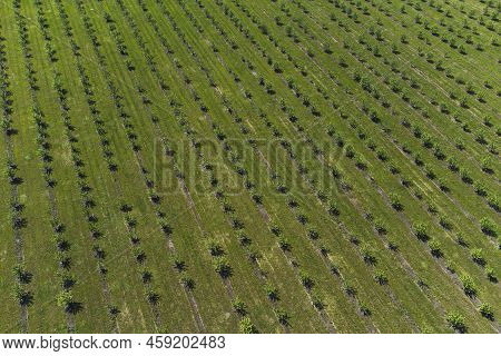 Growing Apples View From A Quadcopter, Orchard Photo From Height, Young Apple Orchard From A Height.